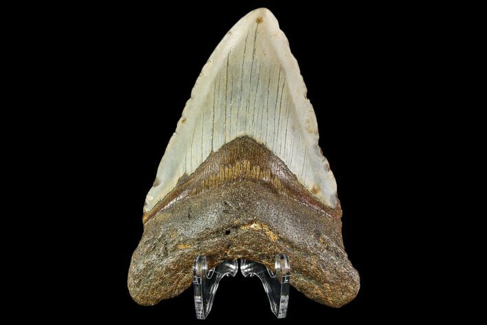 Fossil Megalodon Tooth - North Carolina #109840